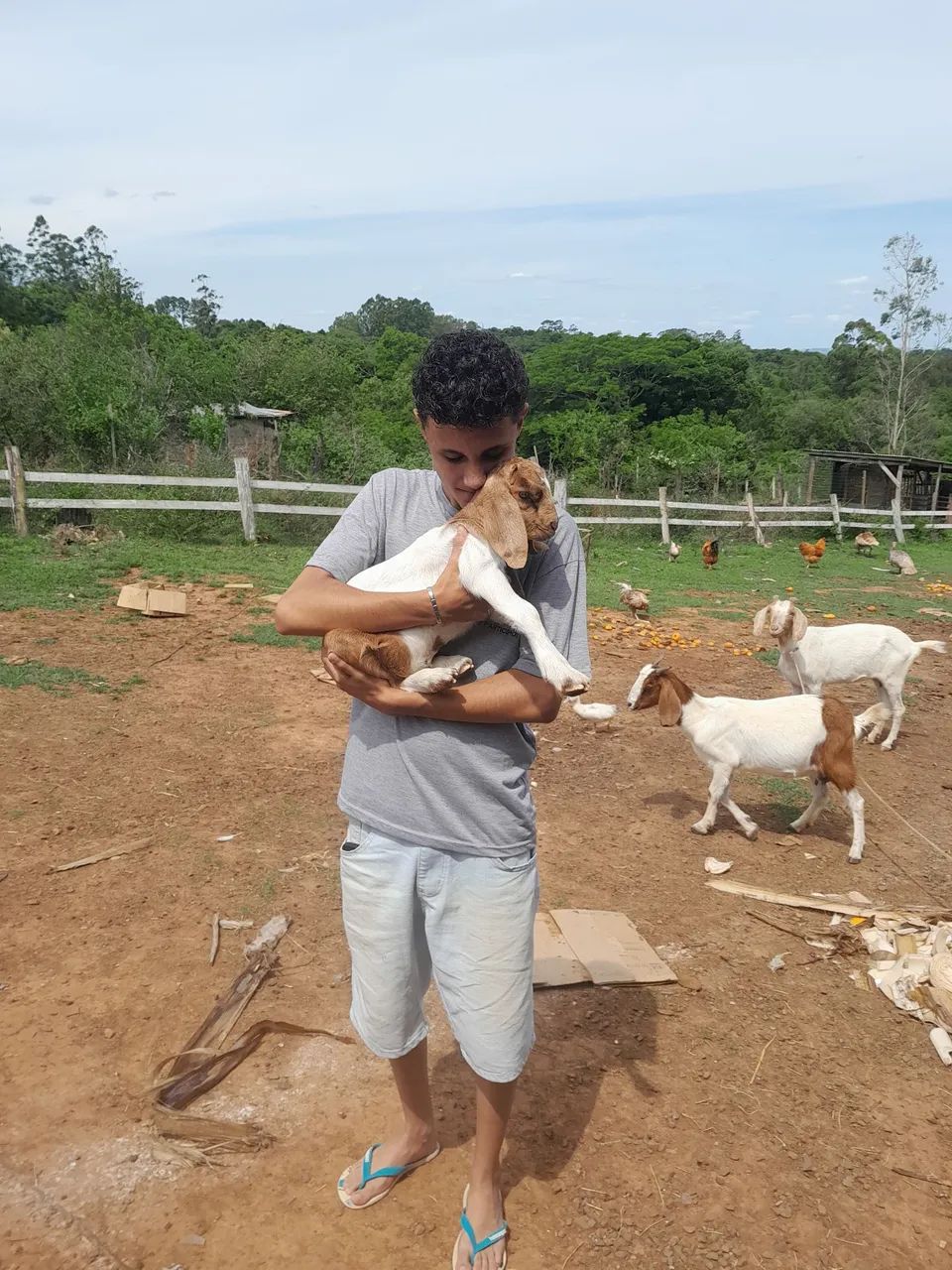 Cabras boer  - Foto 2
