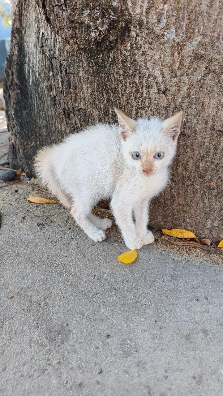 Gato - Foto 2