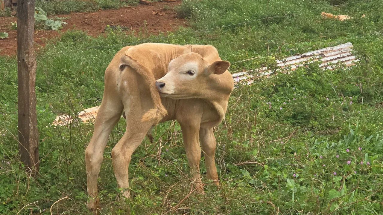Vaca Jéssica com holandesa *  - Foto 2