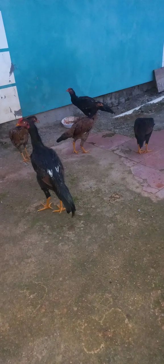 Galinha inglesa 