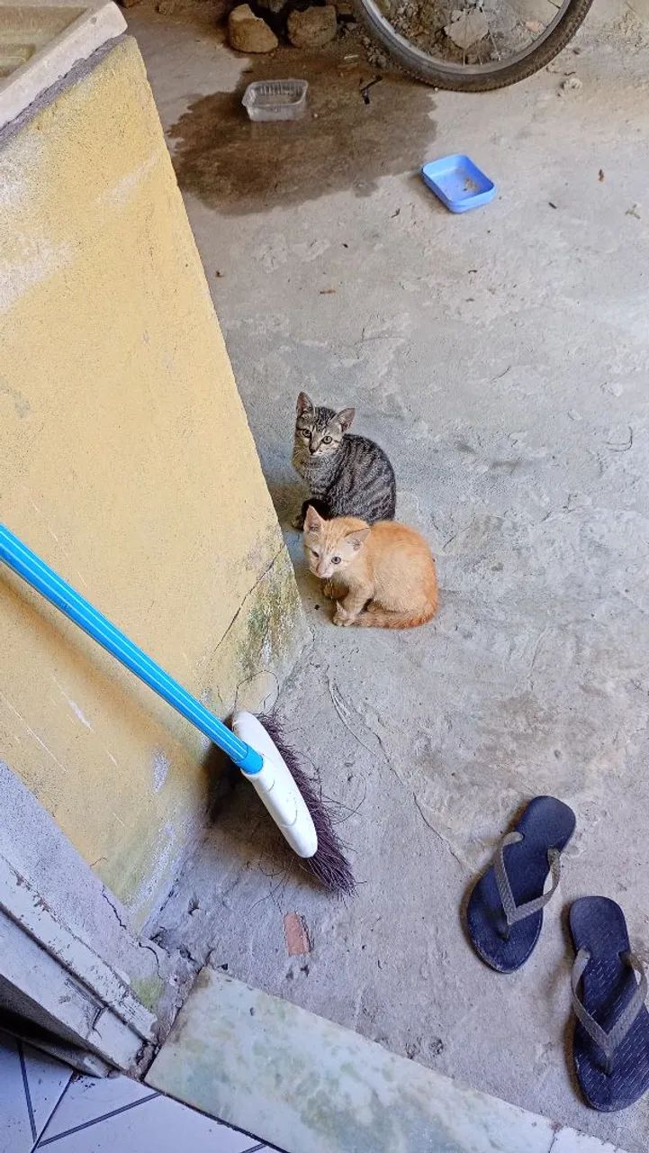 Doação  - Foto 4