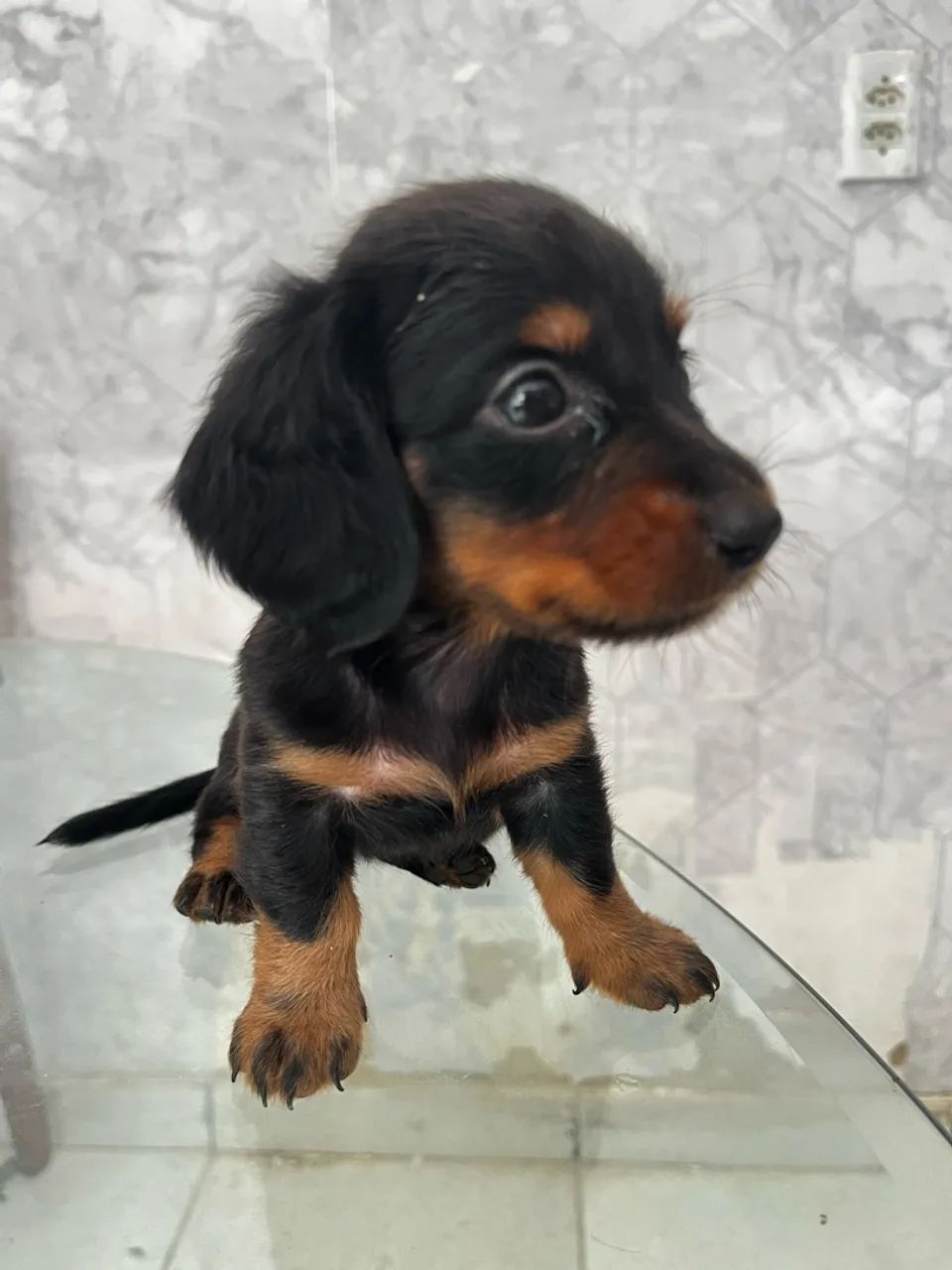 Dachshund pelo longo  - Foto 5