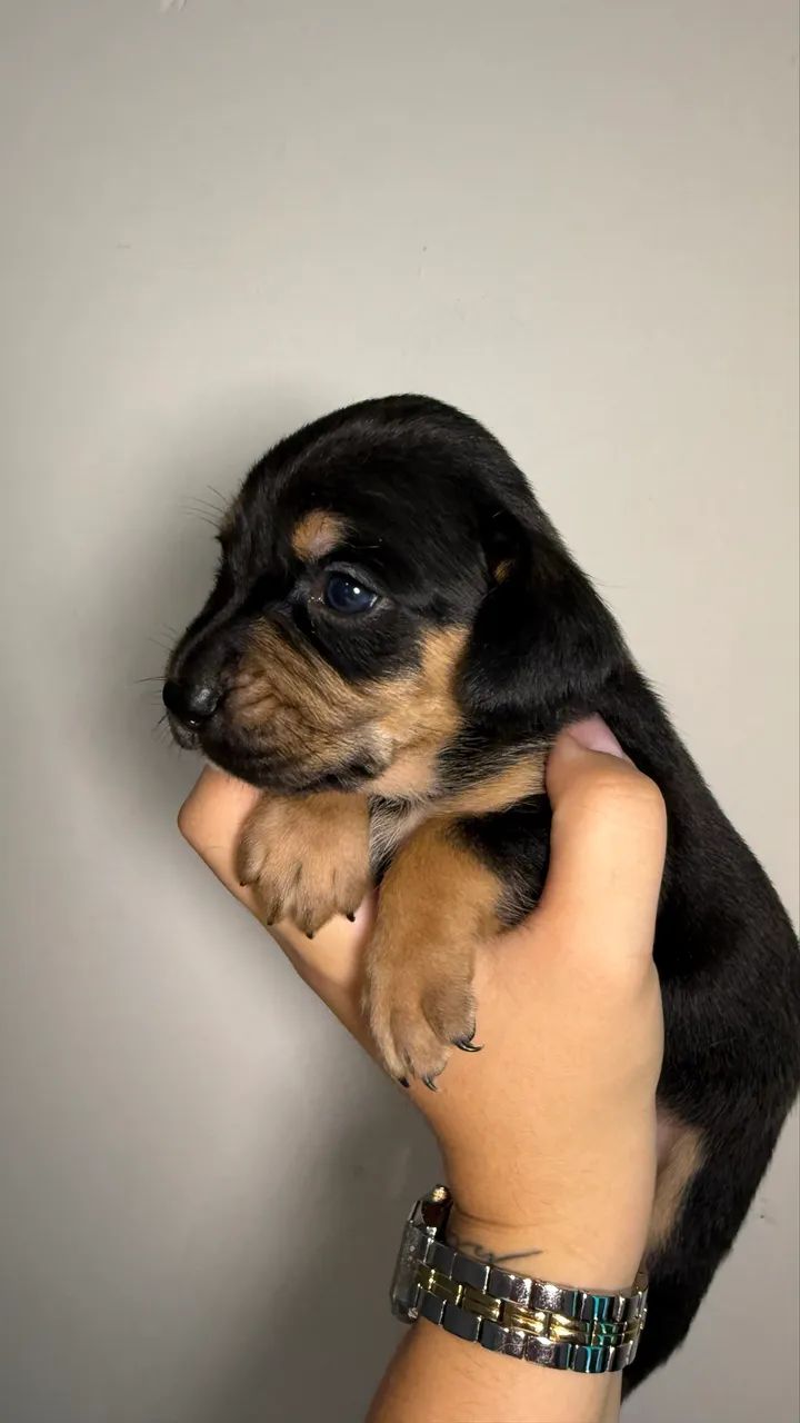 Cachorro para adoção  - Foto 2
