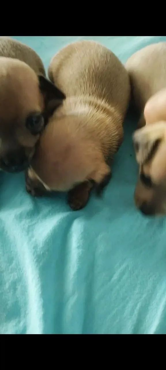 Pinscher miniatura  - Foto 5