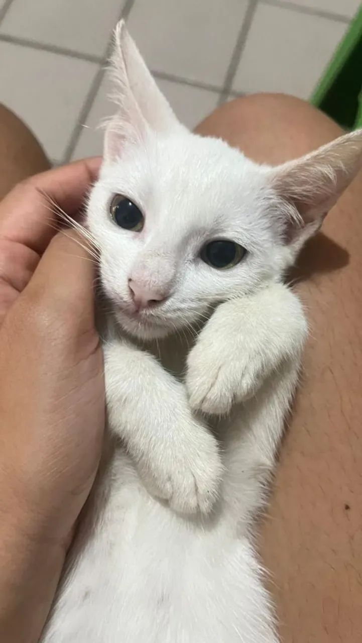 Gato precisando urgentemente de um lar - Foto 4