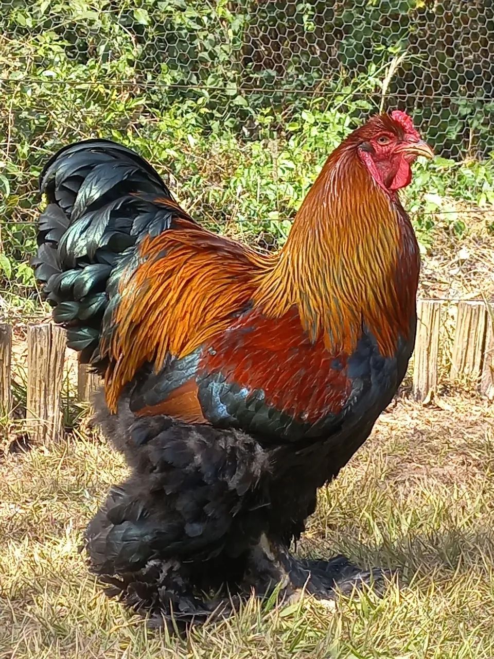 Pintinhos de Brahma Perdiz! - Foto 3