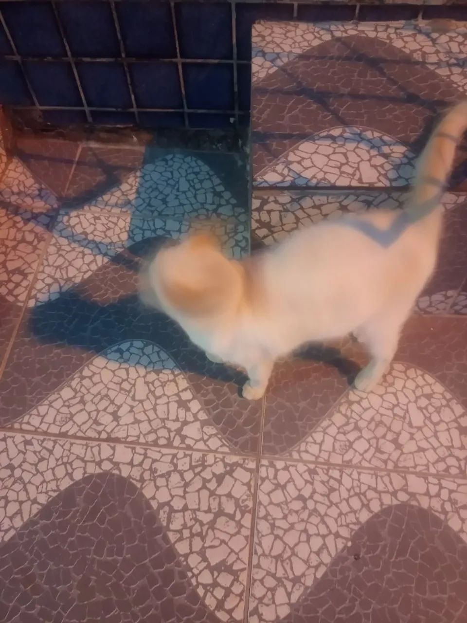Gatinha  p adoção urgente,  abandonada na rua !  - Foto 5