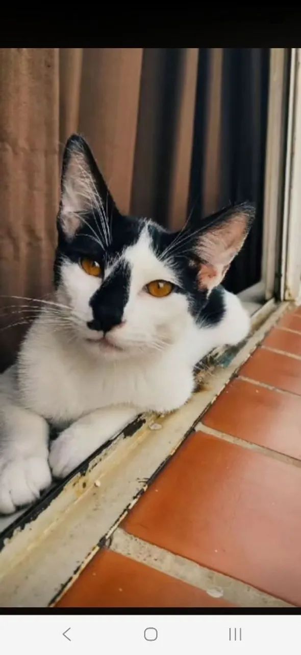 Gato macho - Foto 3