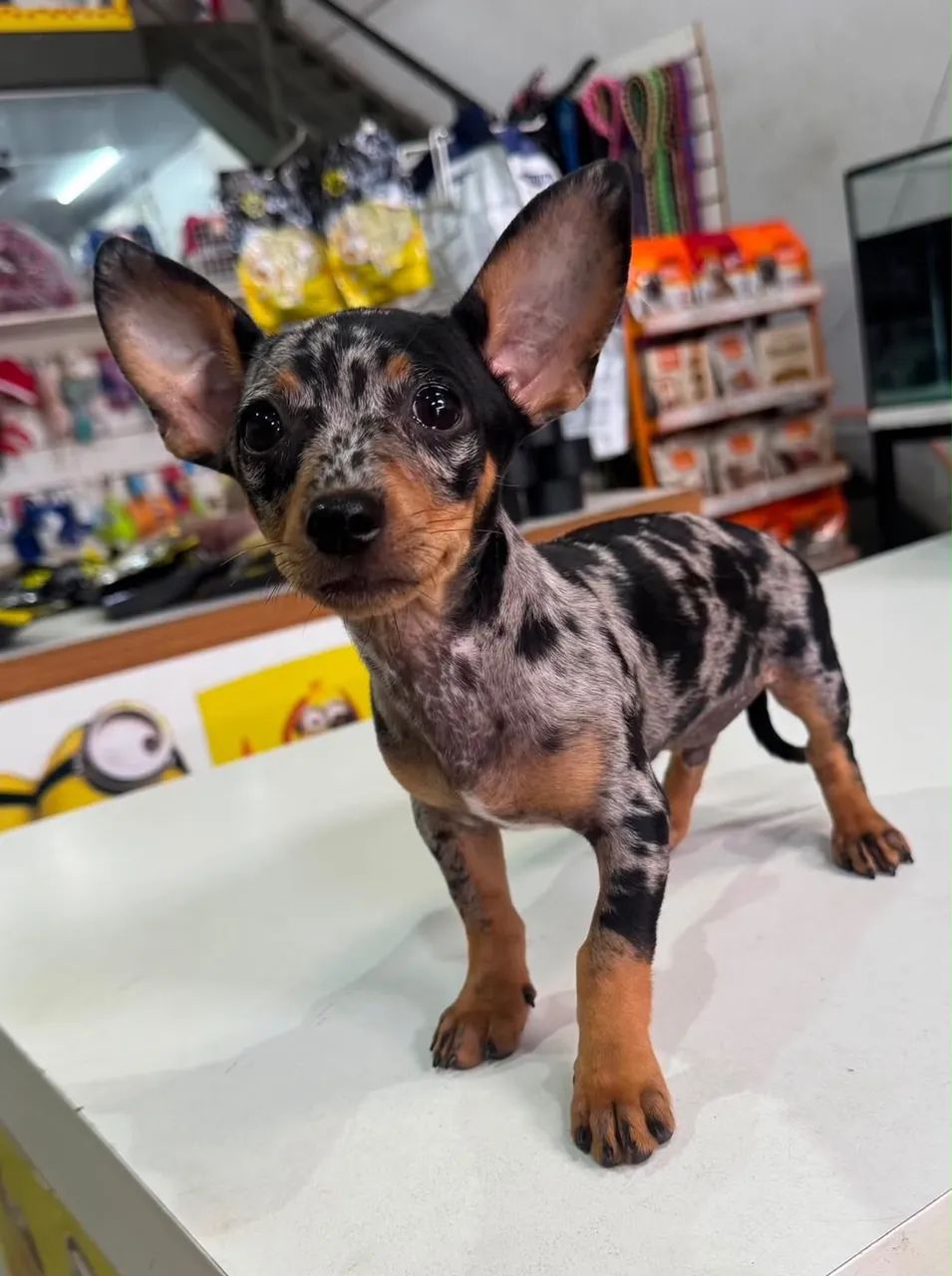 Animais de estimação  - Foto 2