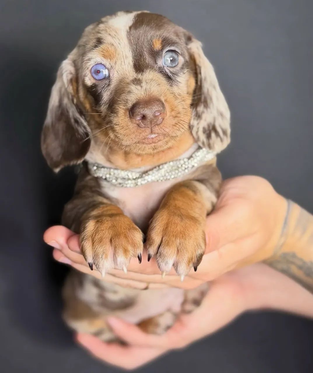 dachshund  - Foto 2