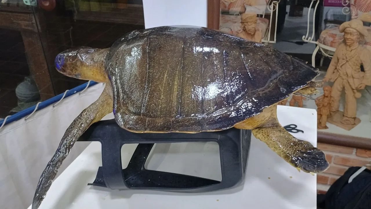 Empalhamento de animais mortos  - Foto 4