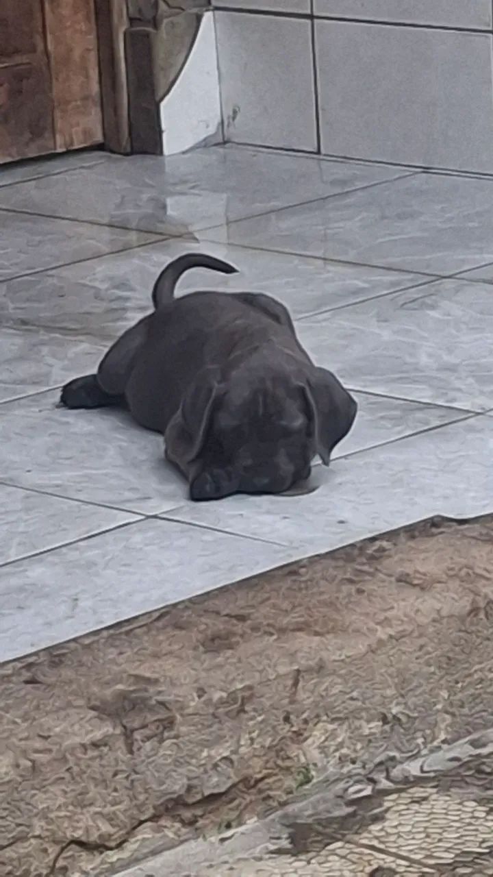 Cane corso - Foto 2