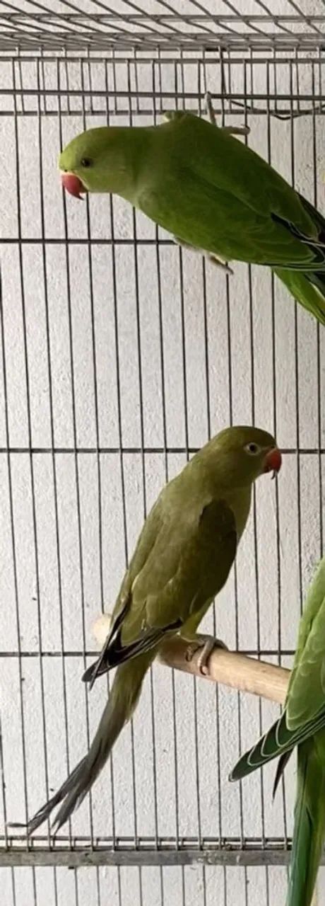 Gaiola