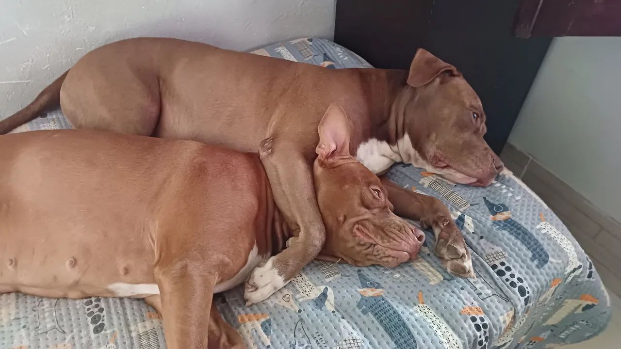 Filhotes pitbull thompson  - Foto 2