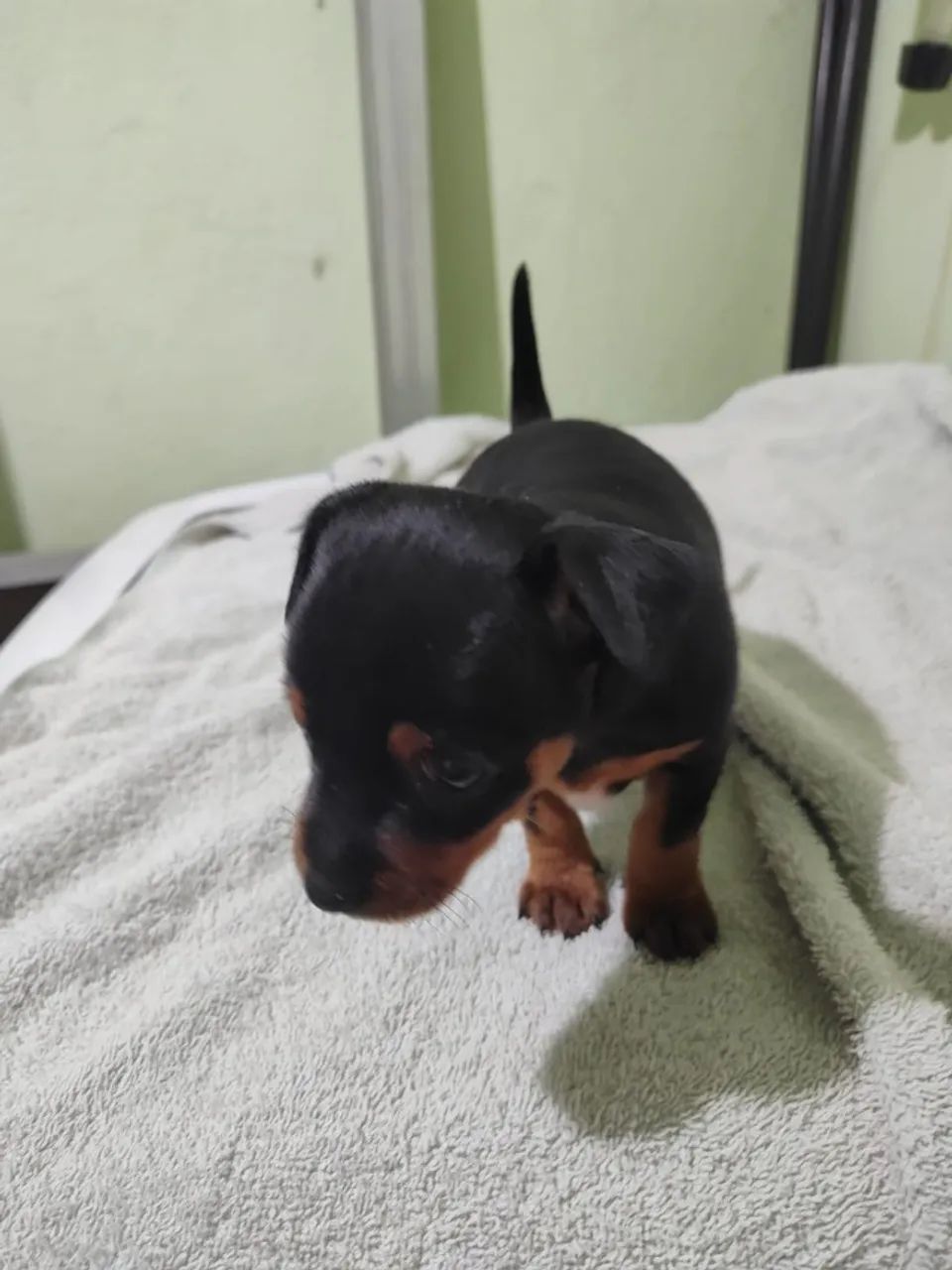 Vendo Pincher macho  - Foto 3