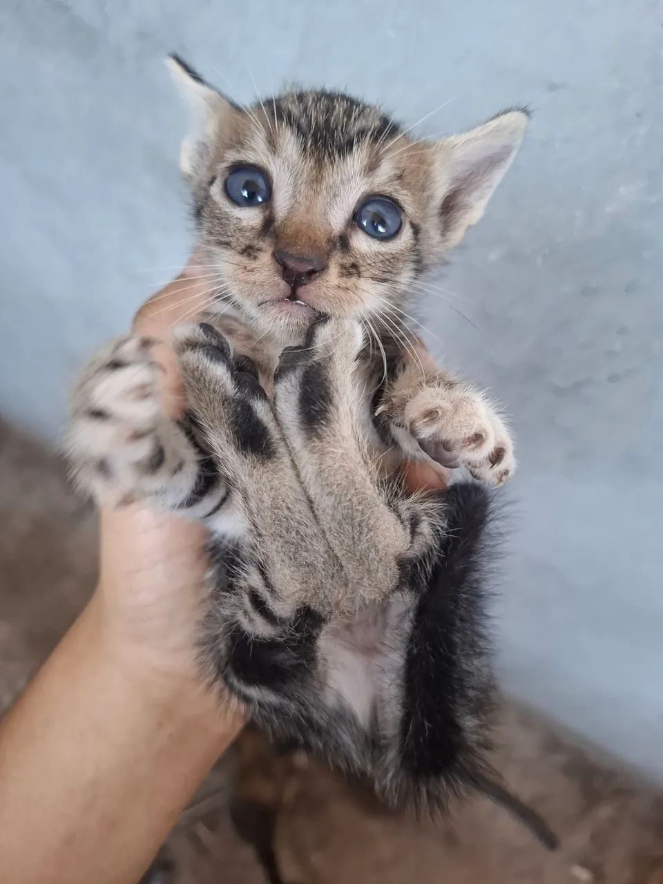 Gatinhos em adoção - Foto 3