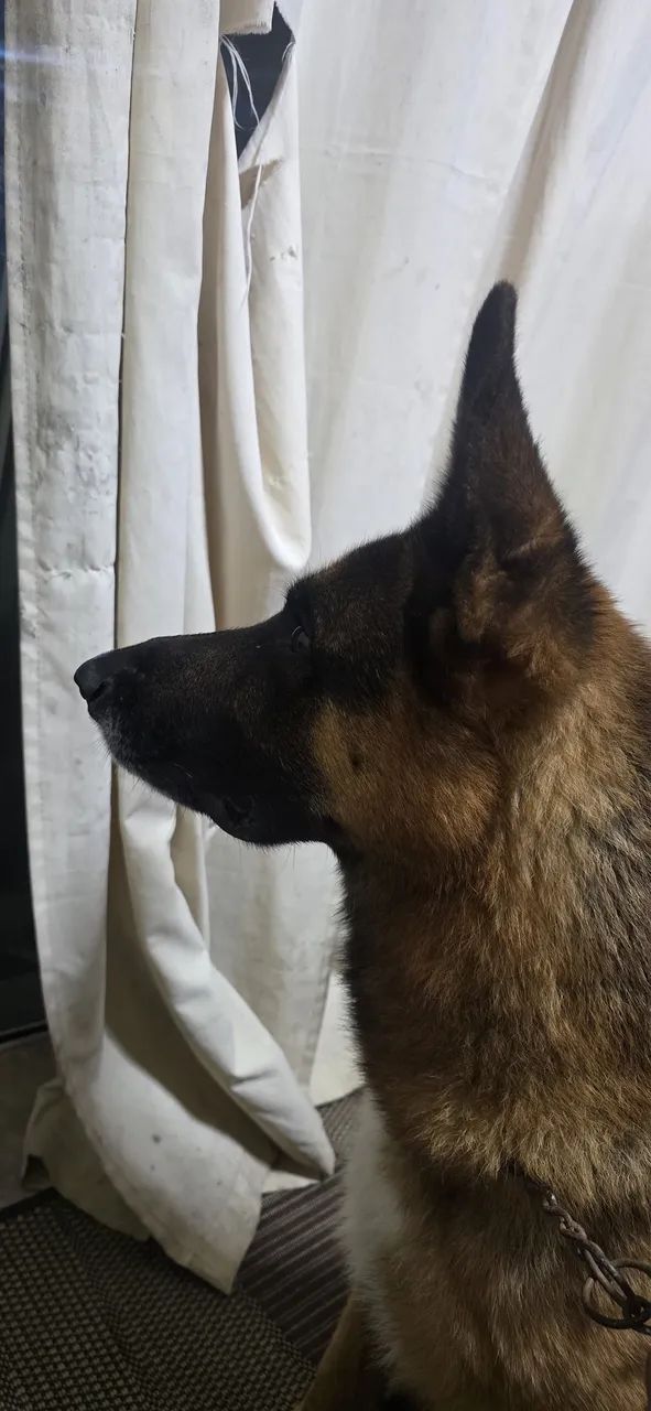 Doa se cachorro pastor alemão  - Foto 2