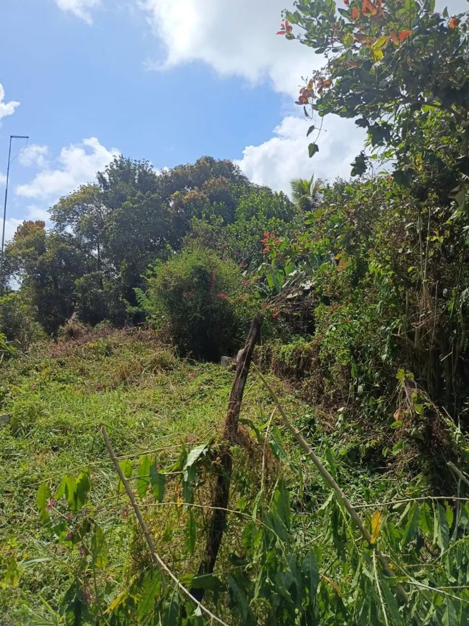 Terreno  em Amélia Rodrigues  - Foto 2