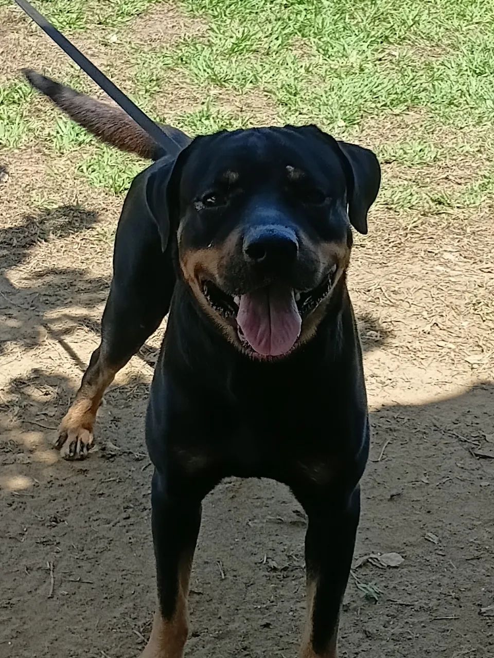 Doando esse Rottweiler  - Foto 5