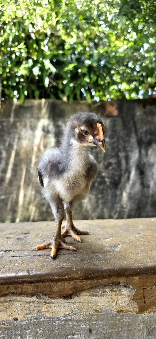 Pintinhos GSB  - Foto 4