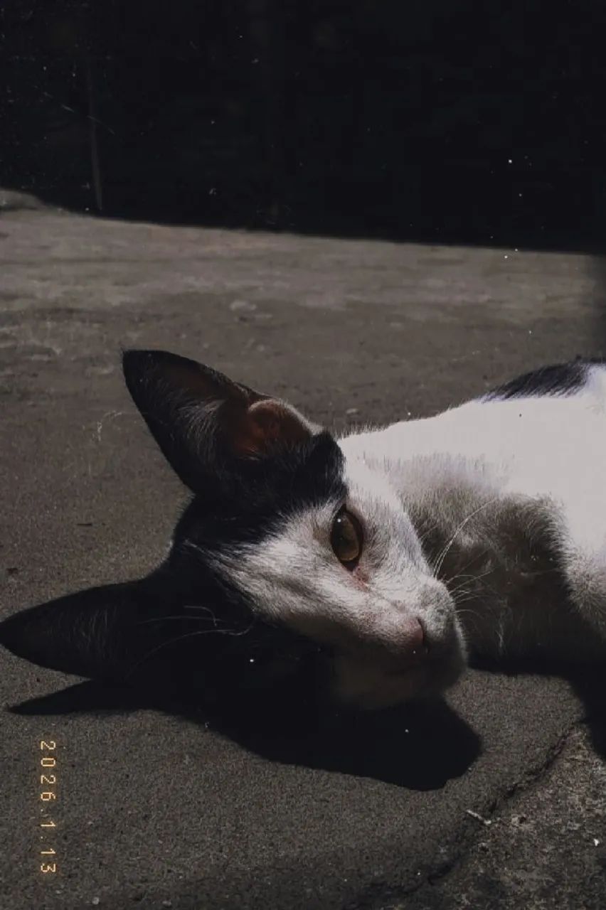 Doa-se gatinho filhote! - Foto 3