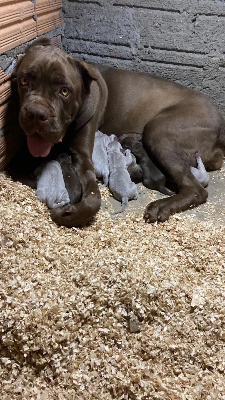 Cane Corso - Foto 2
