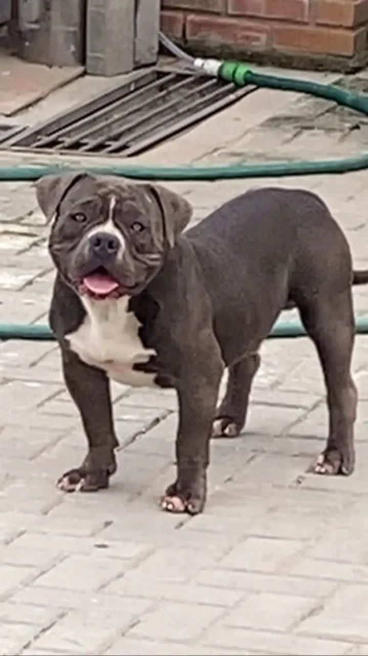 Canil SILVA VENDE AMERICAN BULLY MICRO  - Foto 2