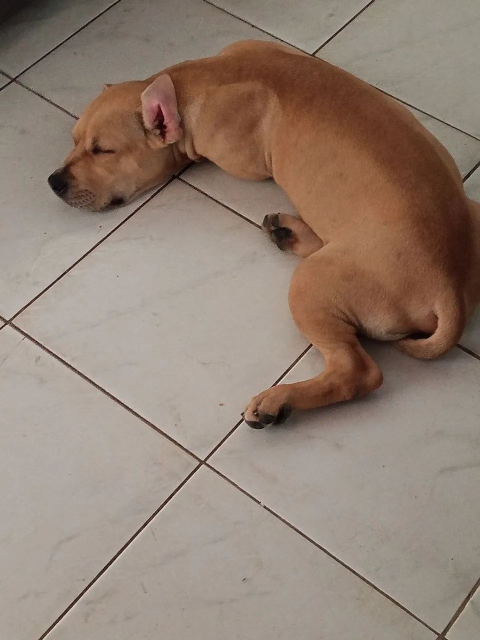 Cachorro  - Foto 4