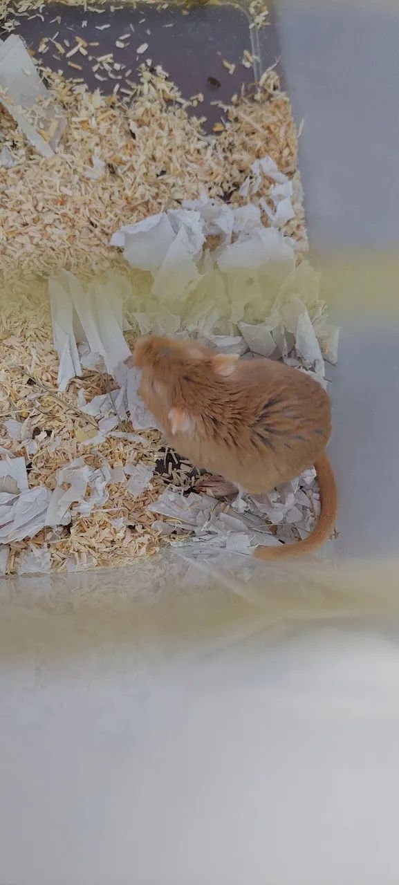 Dupla Gerbil - Foto 6