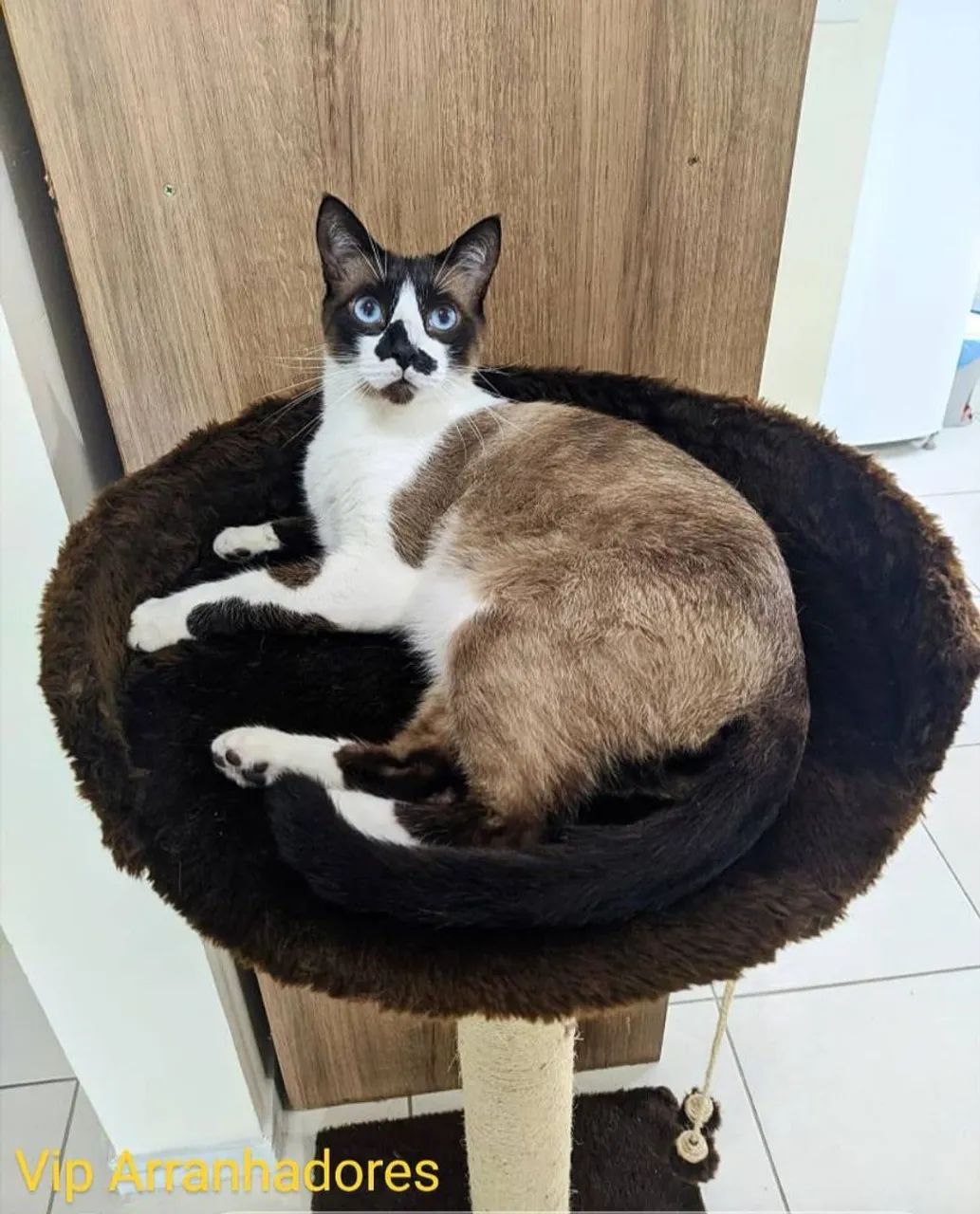 Arranhadores, torre e tocas para gatos  - Foto 2