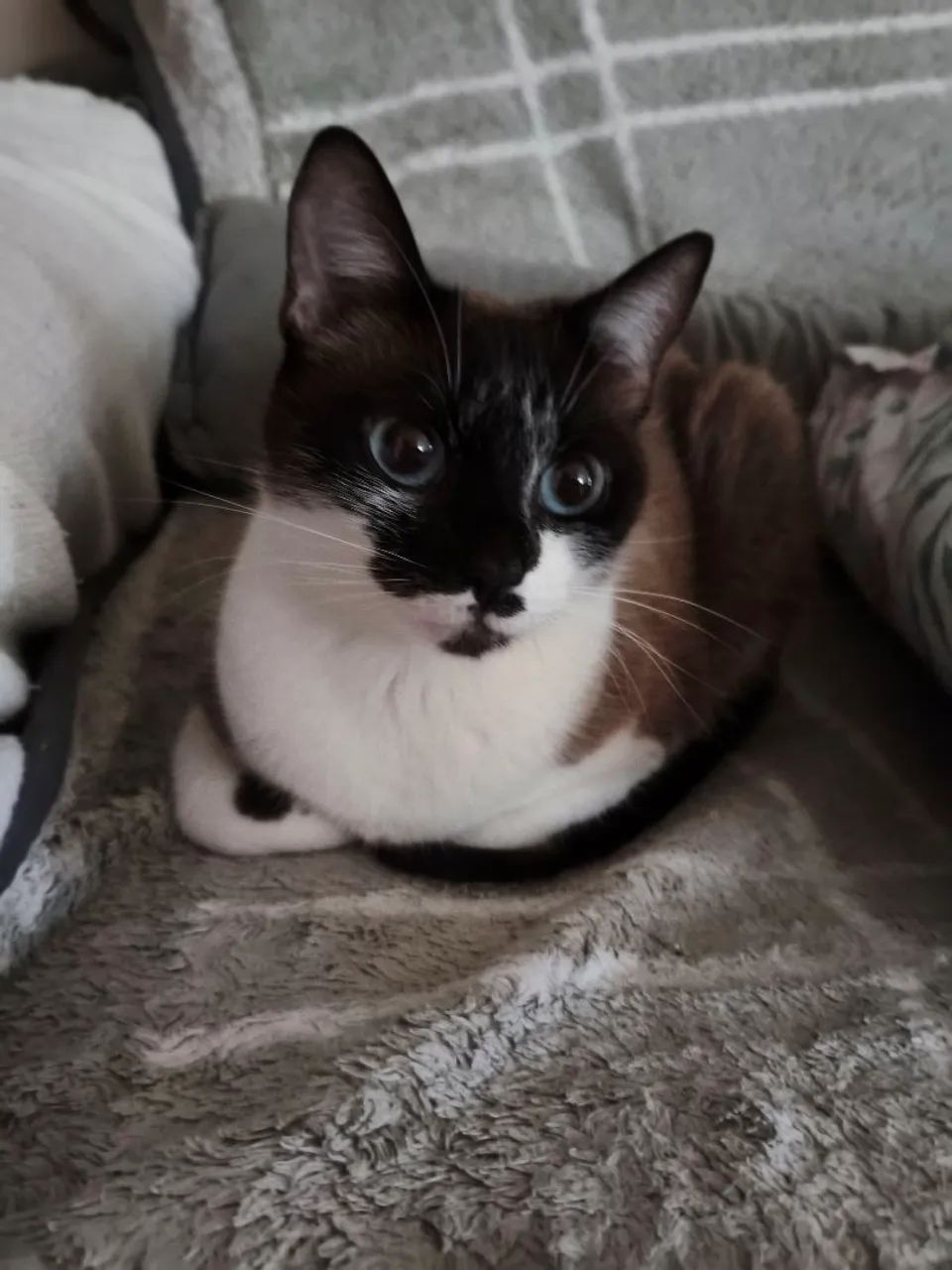 Gata - Foto 2