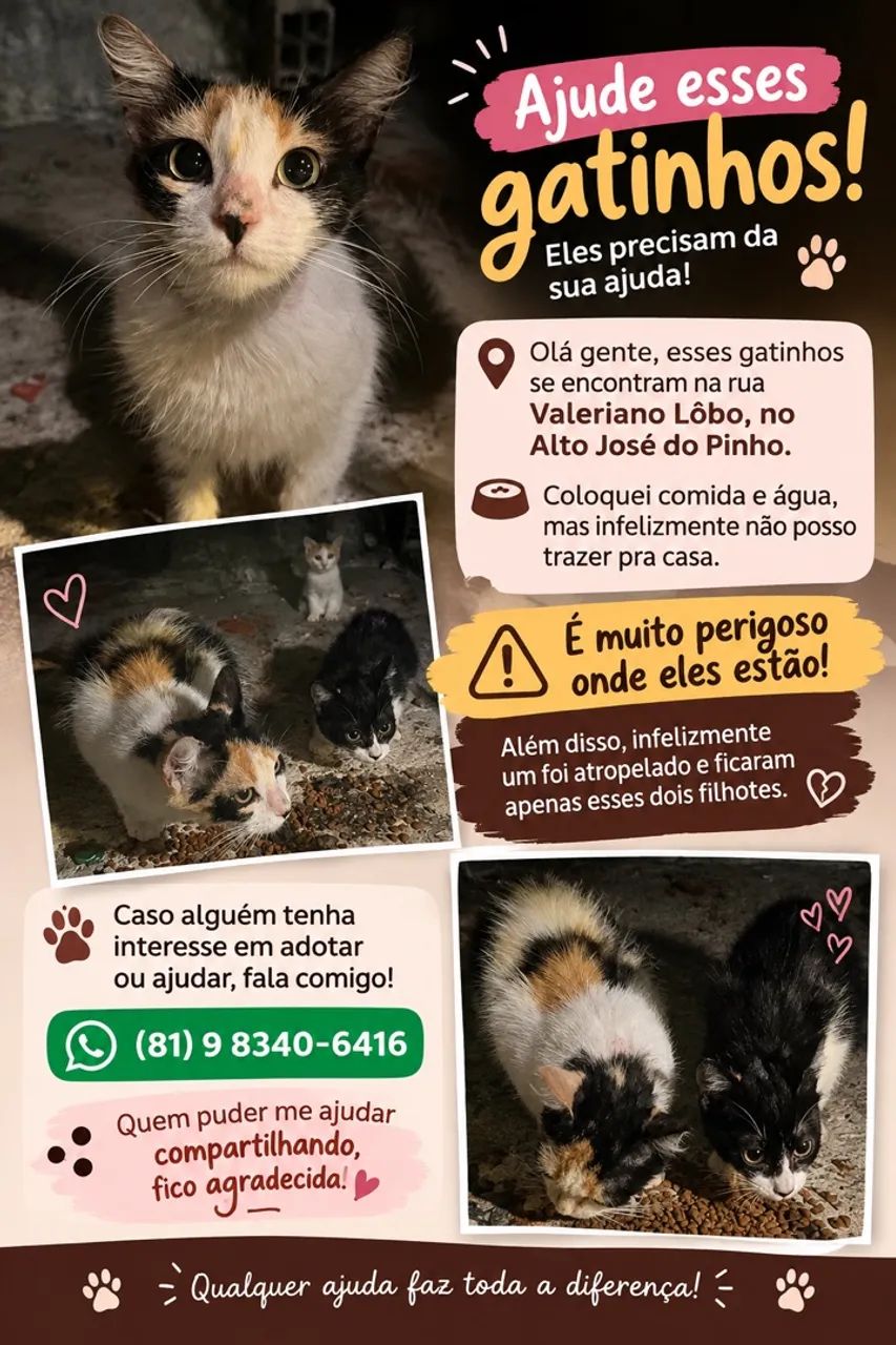 Gatos adoção responsável 