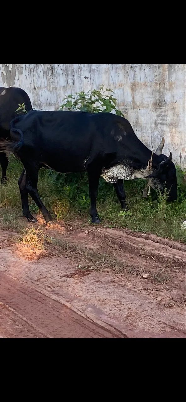 Vaca  - Foto 4