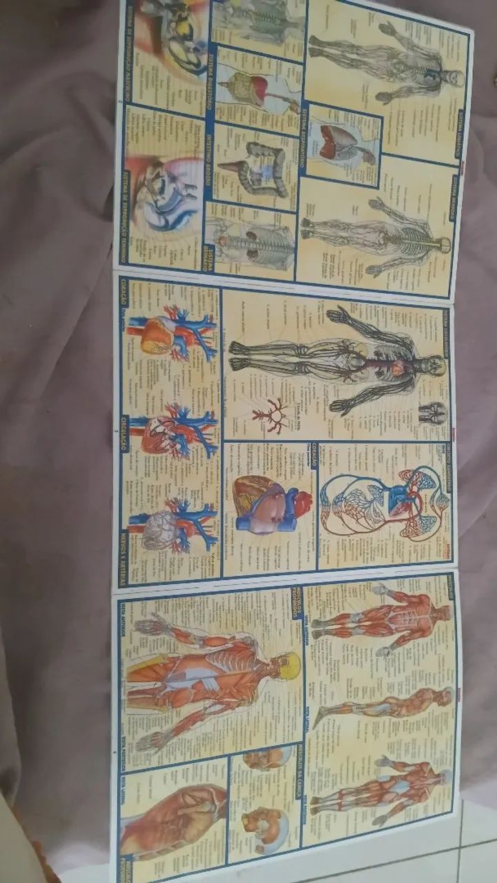 Resumo de anatomia - Foto 2