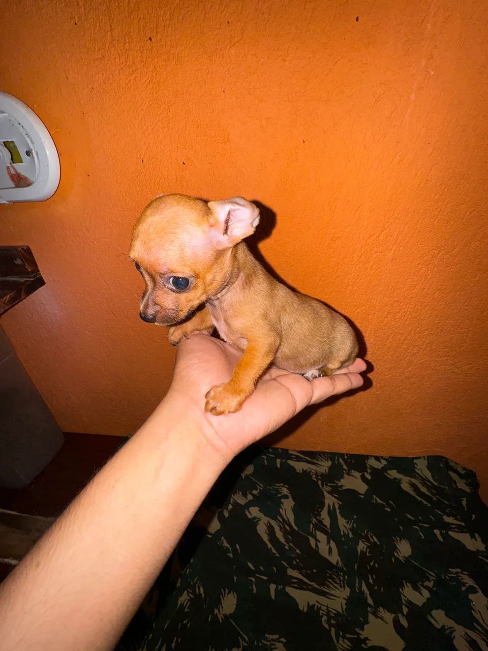 Pinscher zero/micro alta qualidade  - Foto 4
