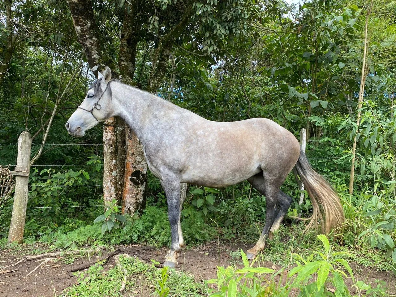 Vendo égua manga larga  - Foto 3