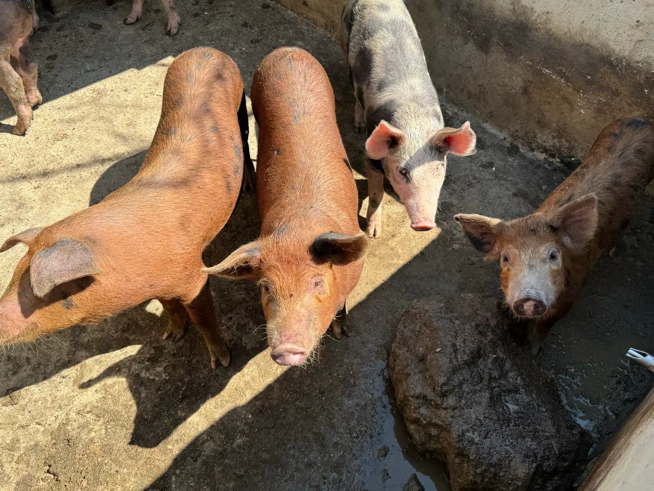 Pitrans e Durocs - Suínos - Foto 5
