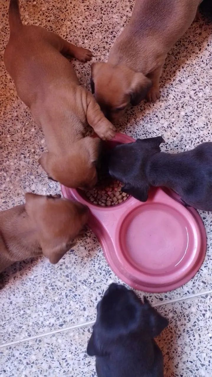 Cachorro Salchicha  - Foto 3