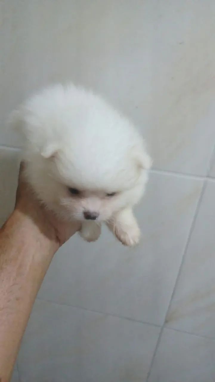 Cachorro 