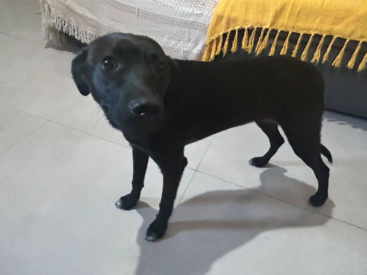 Doa-se cachorrinha dócil - Foto 3