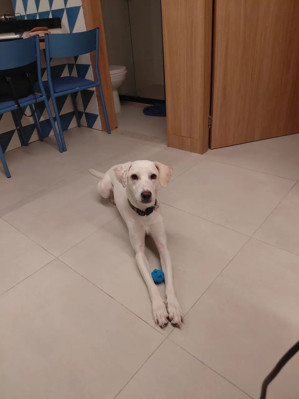 Adoção responsável cachorrinha - Foto 5