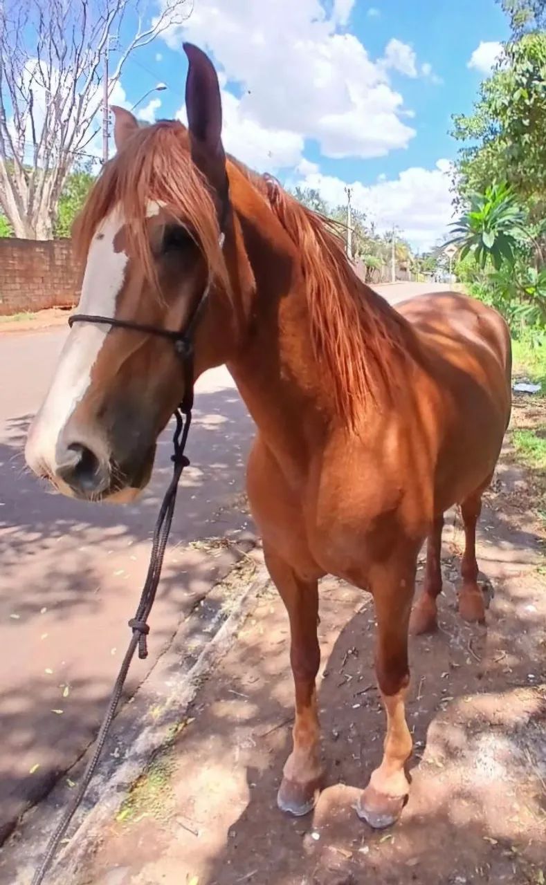 CAVALO MANGALARGA TOP 