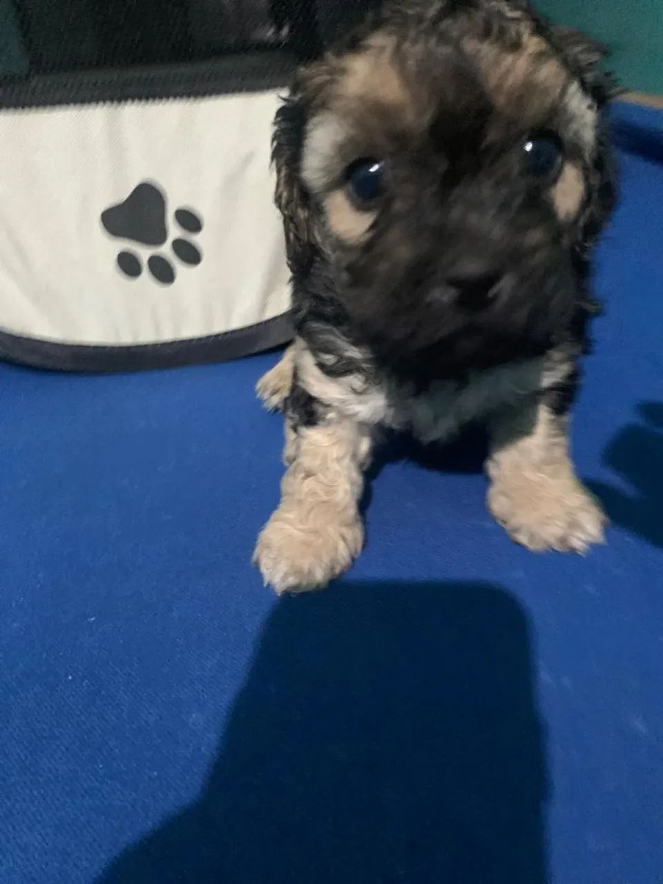 Filhotes Lhasa apson  - Foto 5
