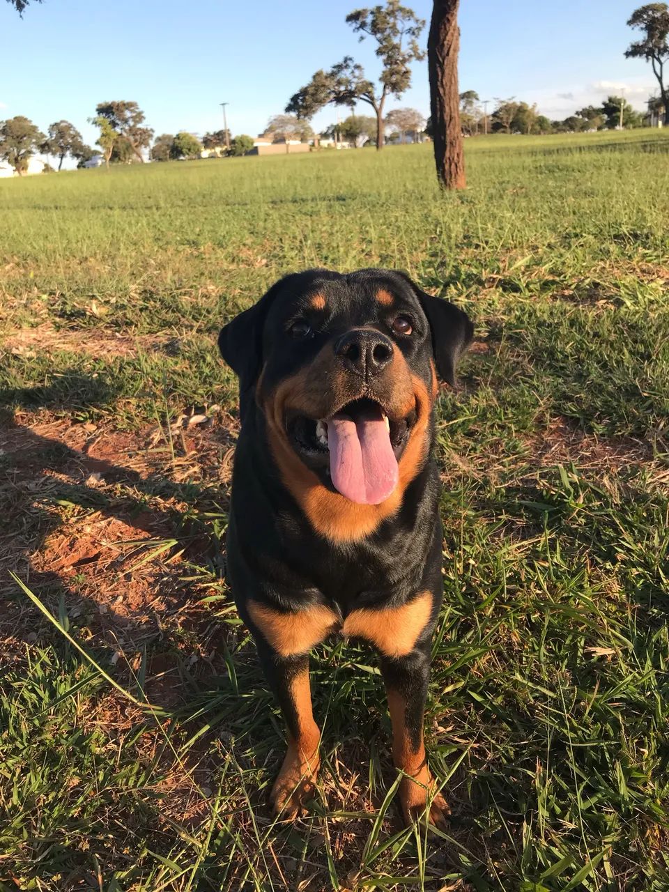 Filhotes de Rottweiler  - Foto 5