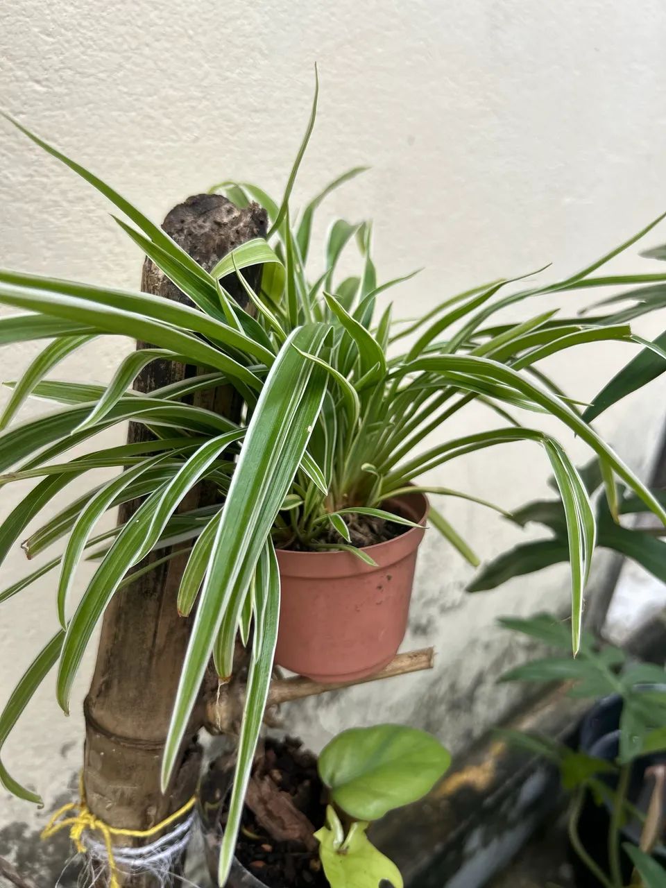 Mudas de plantas por 6 reias  - Foto 4