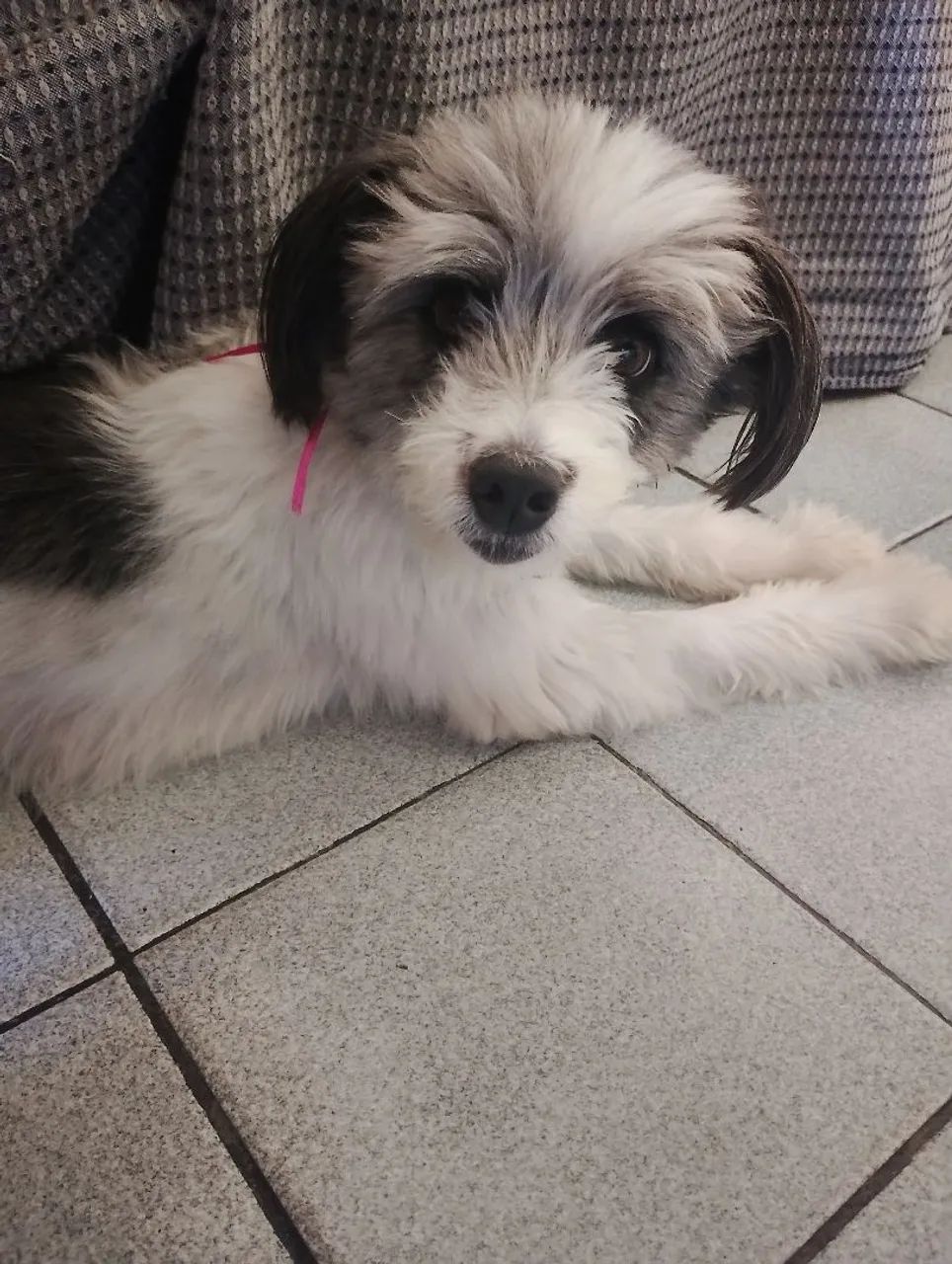 Lar provisório pra cachorrinha