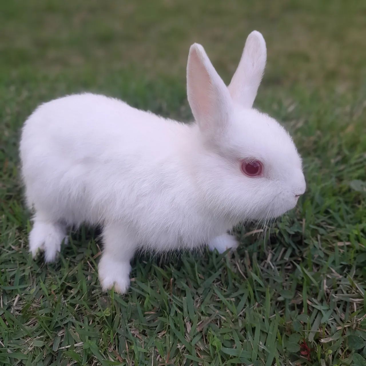 Coelho Netherland Dwarf _Mini Holandês  - Foto 5