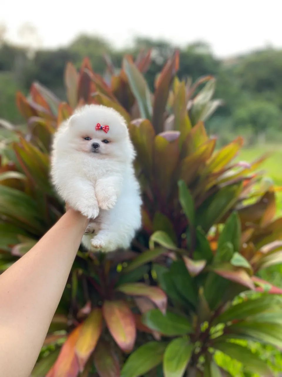 Spitz alemão ,  Lulu da pomerania anão ursinho vc encontra aqui!