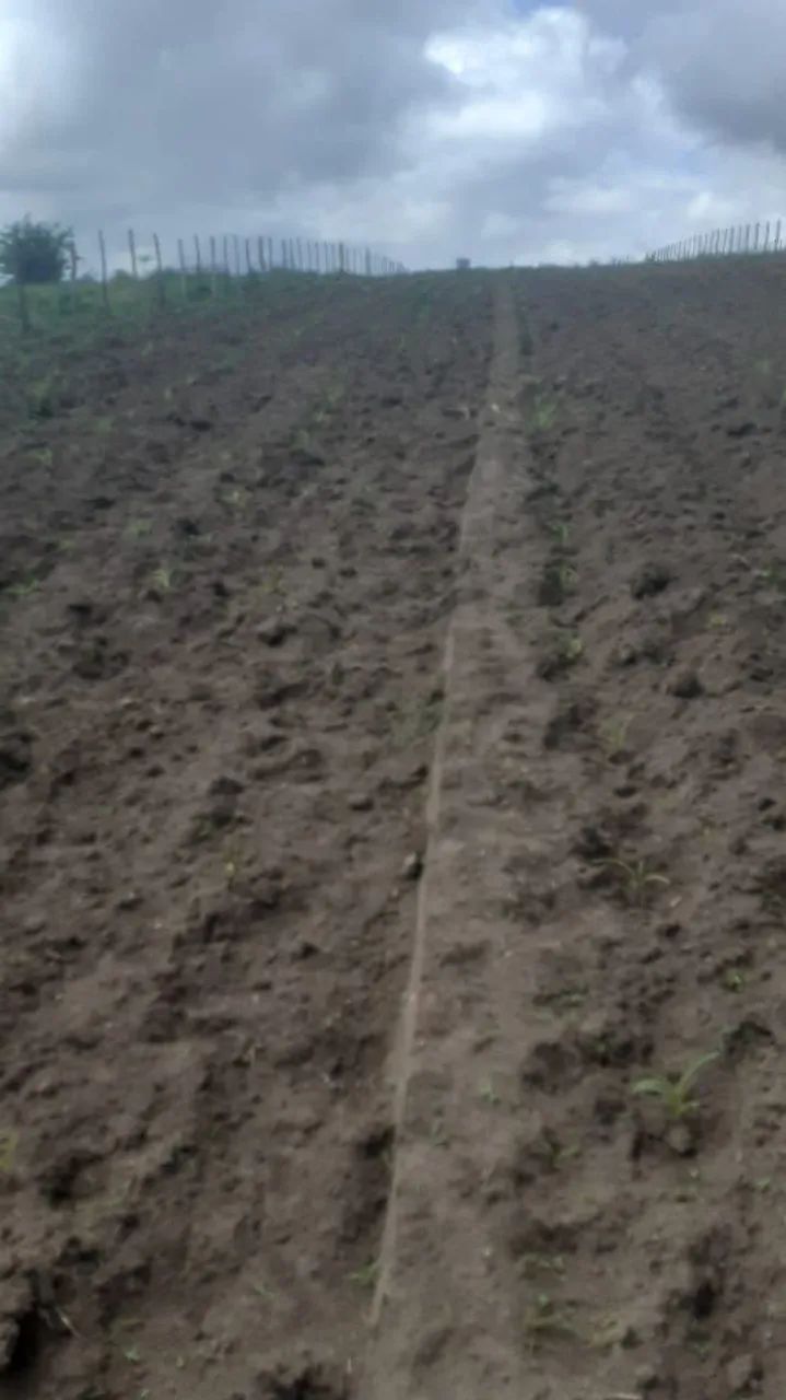 Terreno em área rural - Foto 2
