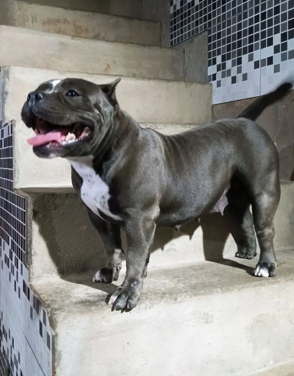 American Bully FÊMEA POCKET 
